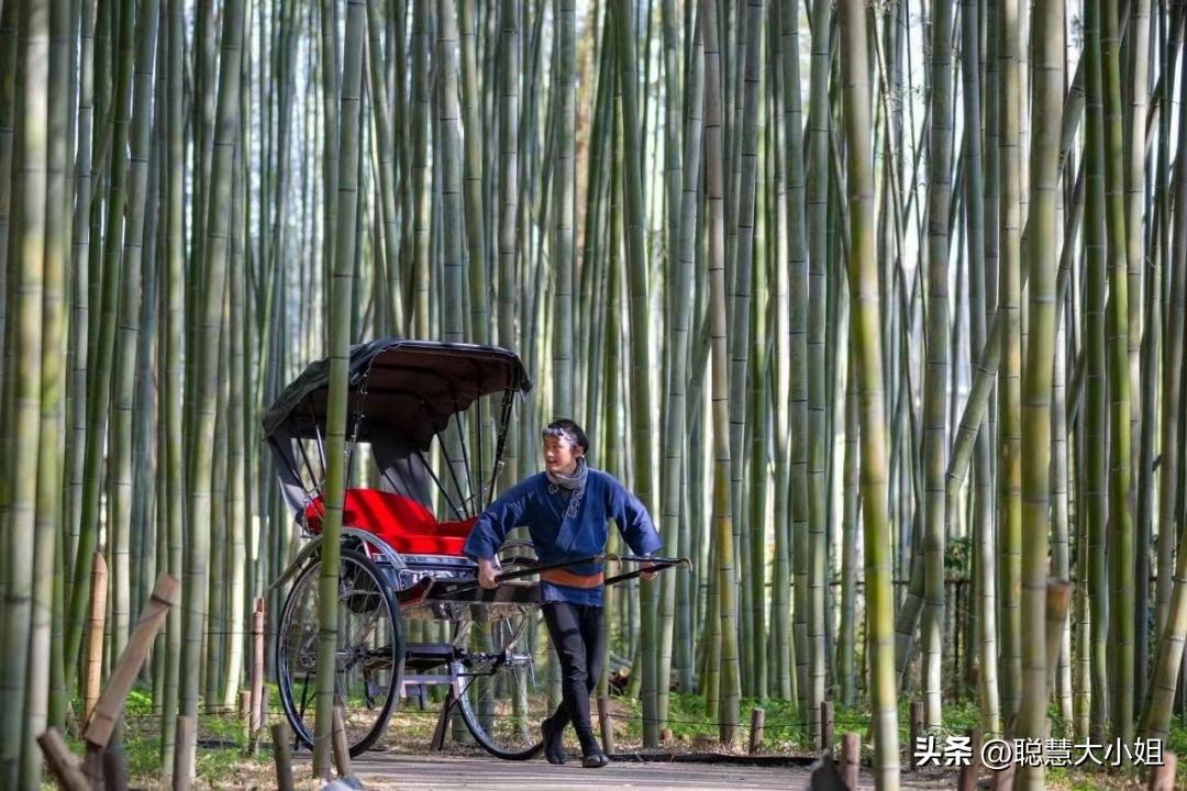 日本樱花花海浪漫之旅,日本旅游看樱花之旅攻略