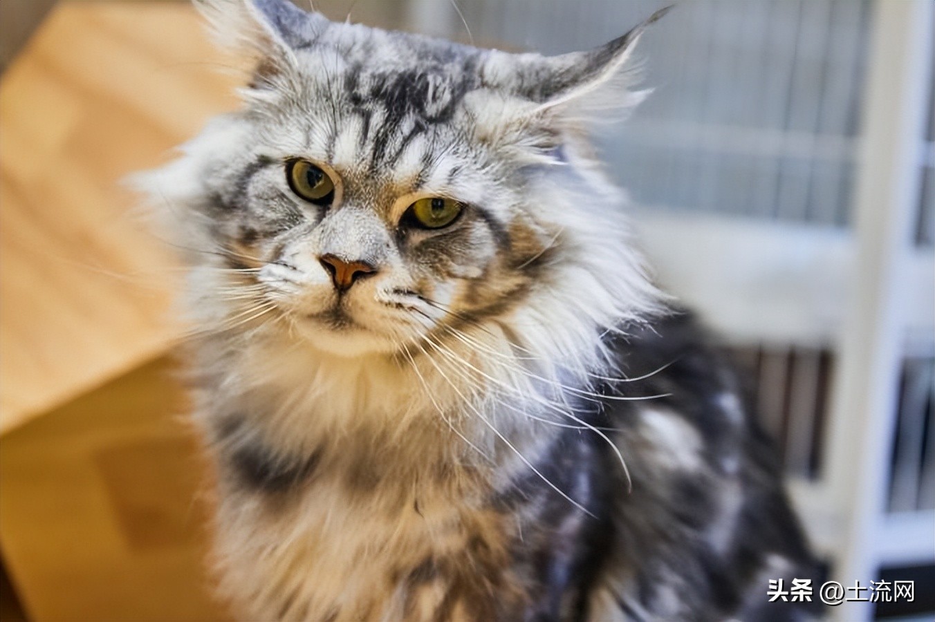 缅因猫大型多少钱,缅因猫价格一览表2024