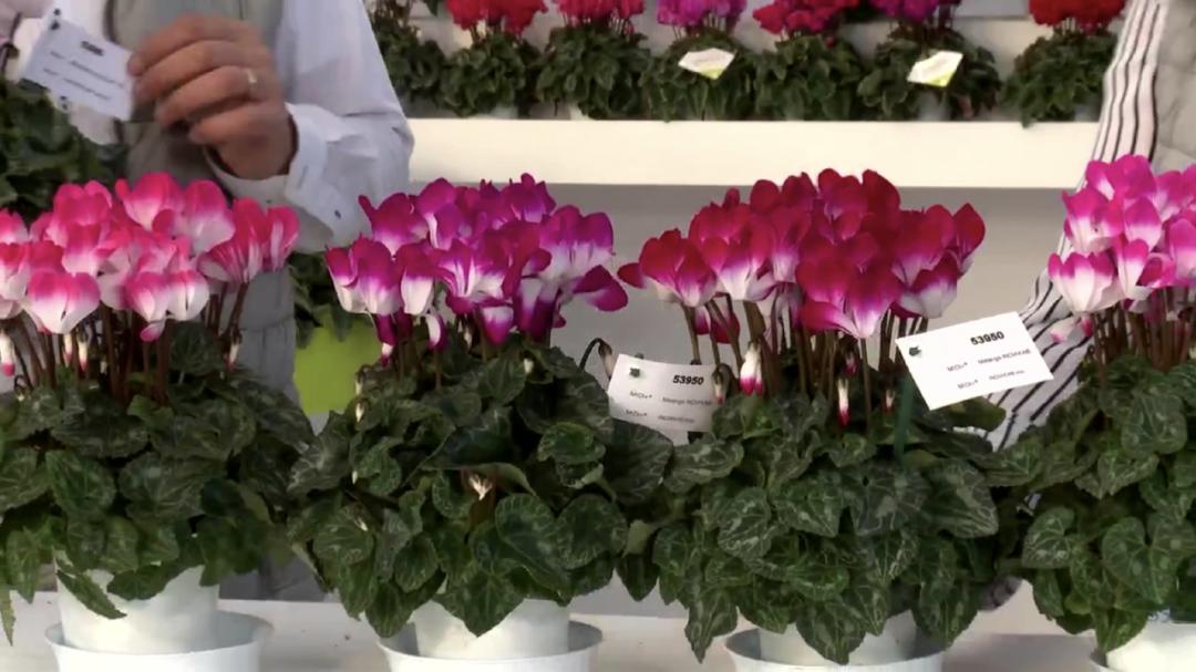 娉曞浗鑾幈灏斾粰瀹㈡潵鍝佺,鑾幈灏斾粰瀹㈡潵