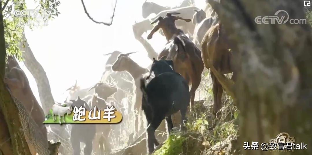 最想去打卡的早餐，藏在西南的小县城里，年产值上亿了