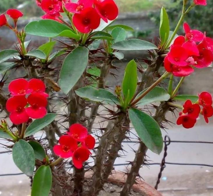 这十种花会招来鬼家里千万别养,家里养3种花忌讳