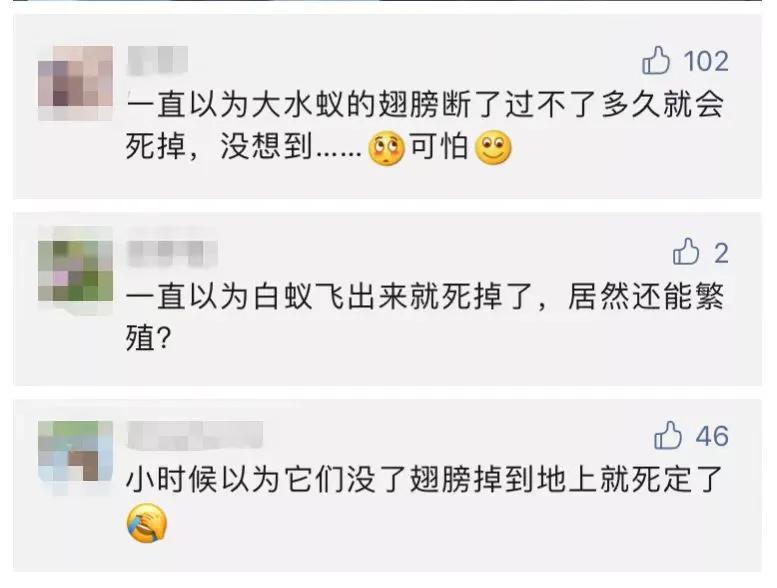 广东最近的大飞虫怎么回事,广东的大飞虫