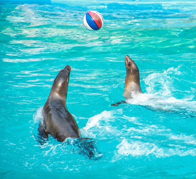 美丽的大连美丽的足球城,大连足球之乡体育公园