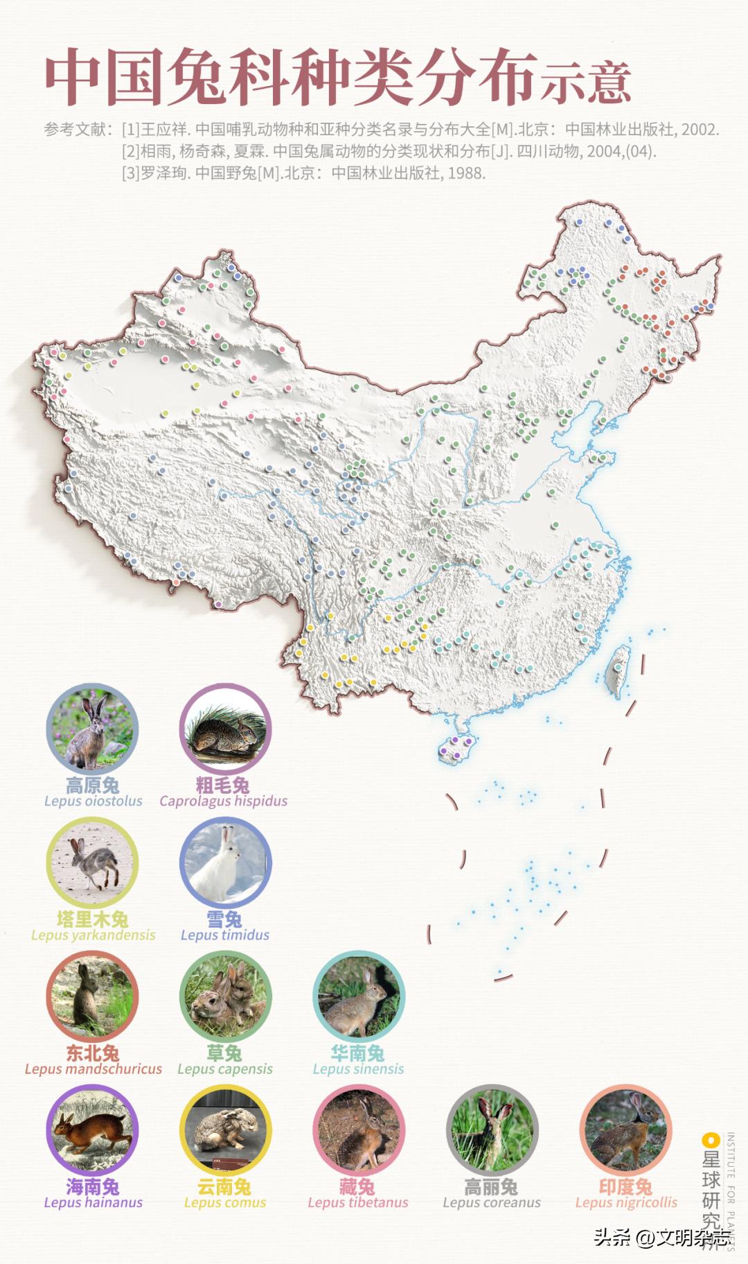 兔子来阳台,兔子来到新家