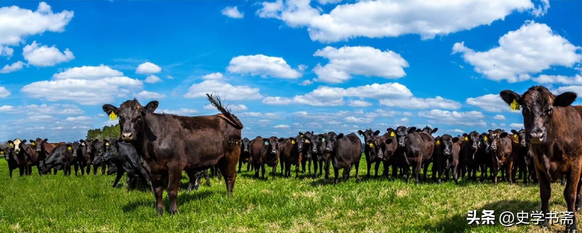 中国进口牛肉量开始呈爆发性增长,中国最新的牛肉进口价格