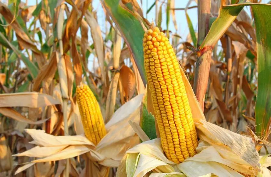 保险业助推脱贫攻坚报告,2020年保险业提供风险保障