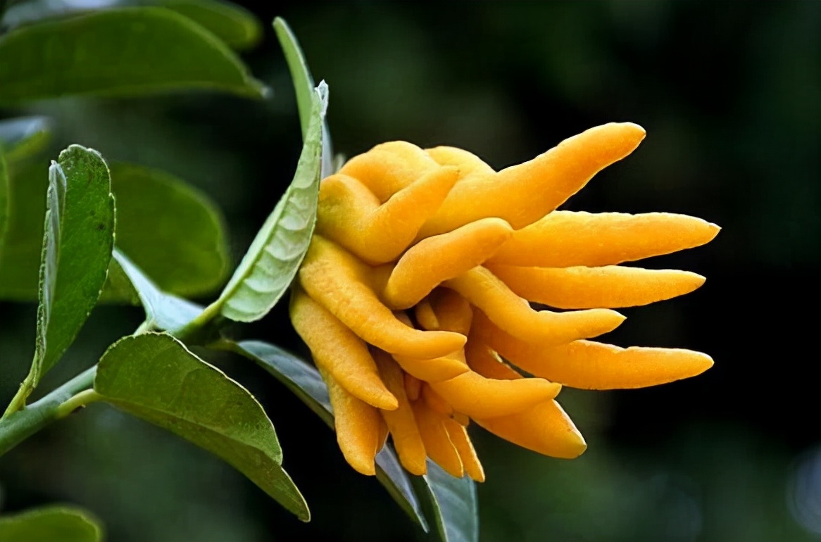 亦花亦果、香中君子——佛手