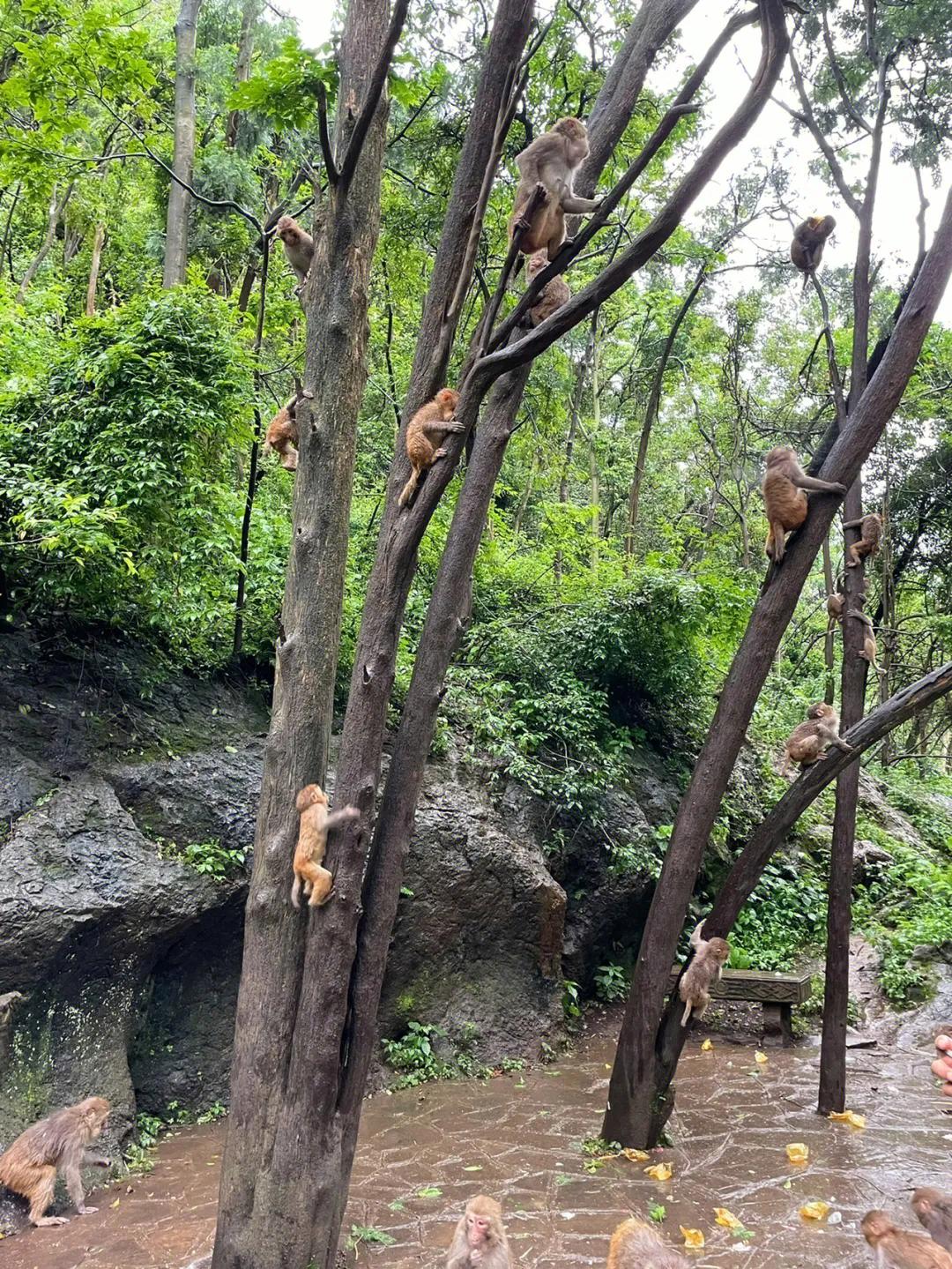 贵州贵阳黔灵山攻略,贵州黔灵山附近旅游攻略