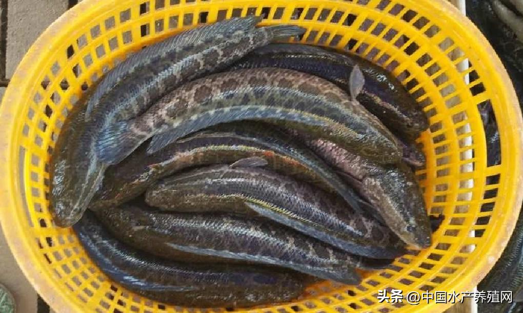 养殖一亩黑鱼可以赚多少,6亩黑鱼一年有多大收益