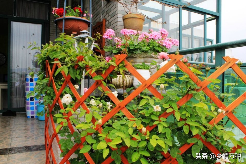 现代花园花卉种植方法图片,花园花卉种植图案