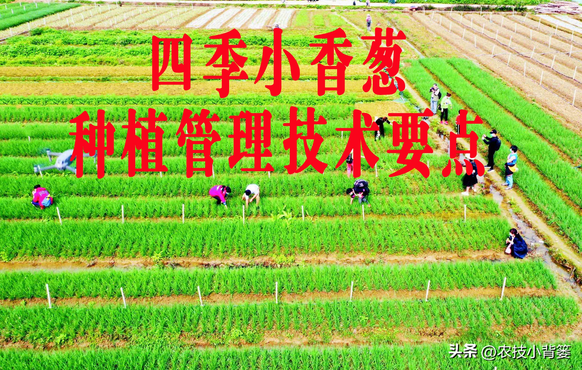 小香葱的种植方法与时间,小香葱播种多久可以采收