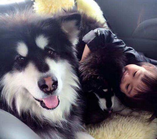 养阿拉斯加的好处,阿拉斯加犬好养吗优缺点有哪些