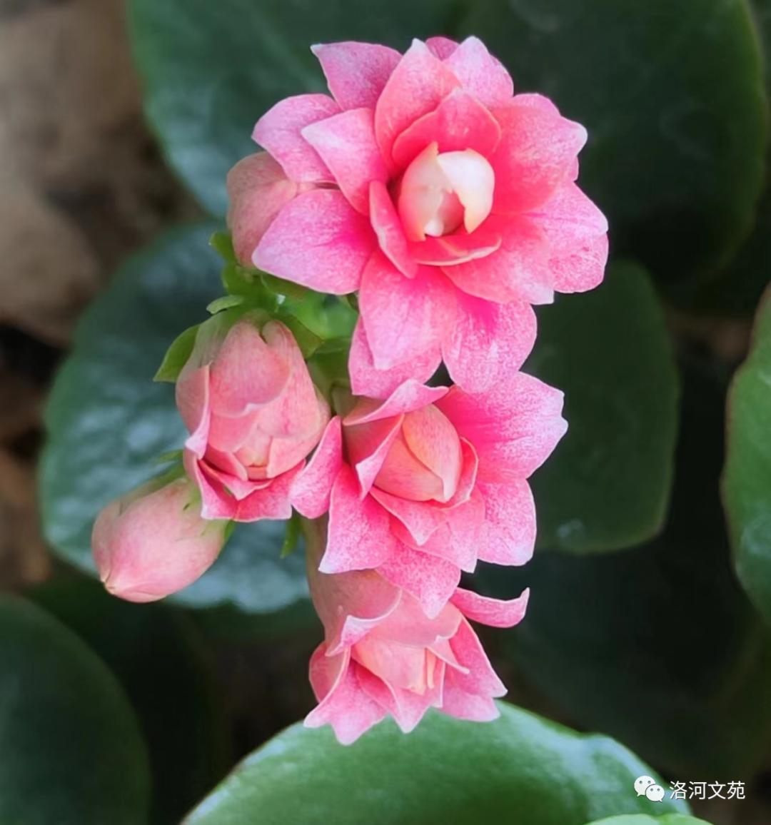 怒放的生命马云完整版,怒放的生命精彩音乐汇