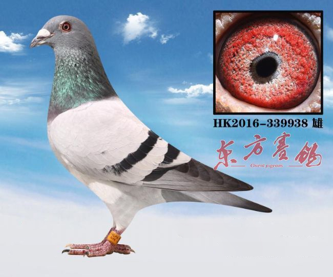 中国赛鸽名家大师,最新中国赛鸽名家