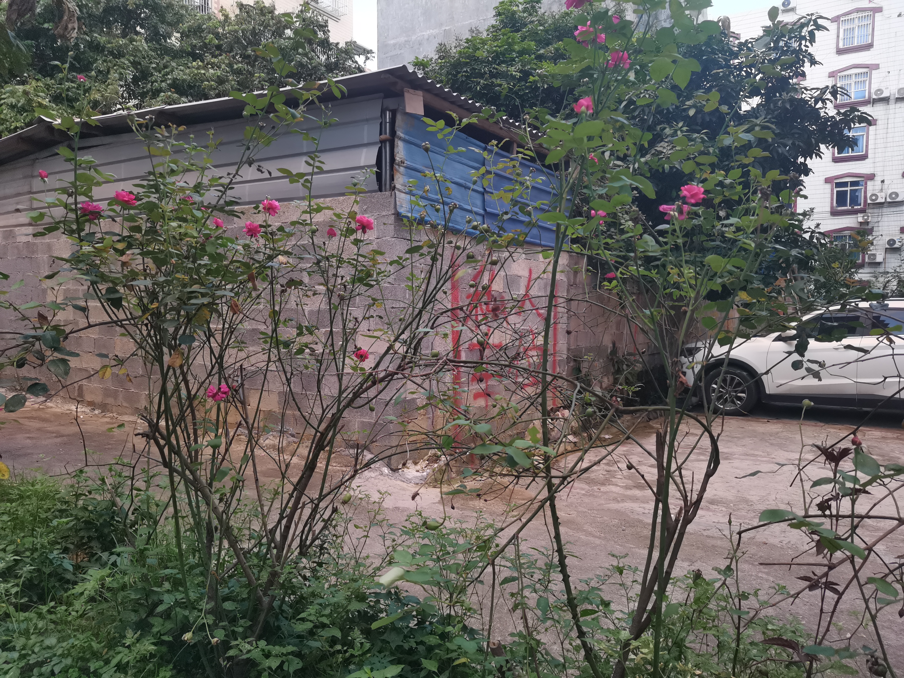 新手养花日记,玫瑰花盆栽多久才能成活