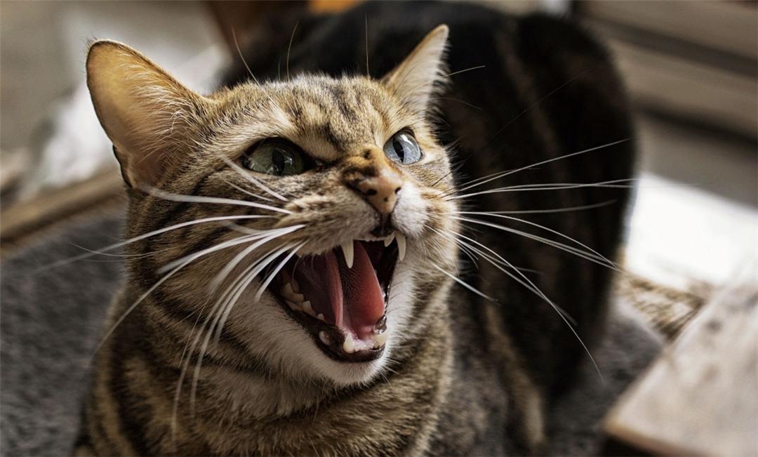 母猫交配完成后，满地打滚，甚至攻击公猫，为何“完事”就不认猫