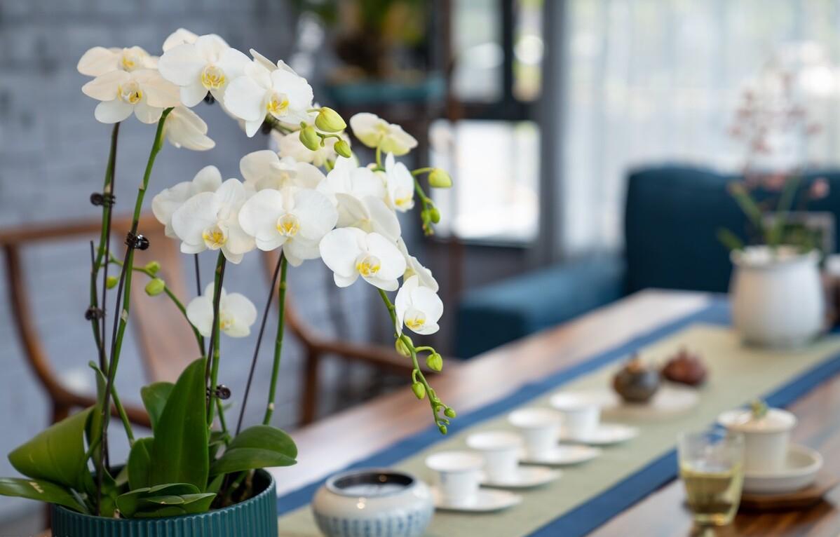 冬季上火喝哪四款茶饮可有效降火,夏季清火茶养生茶