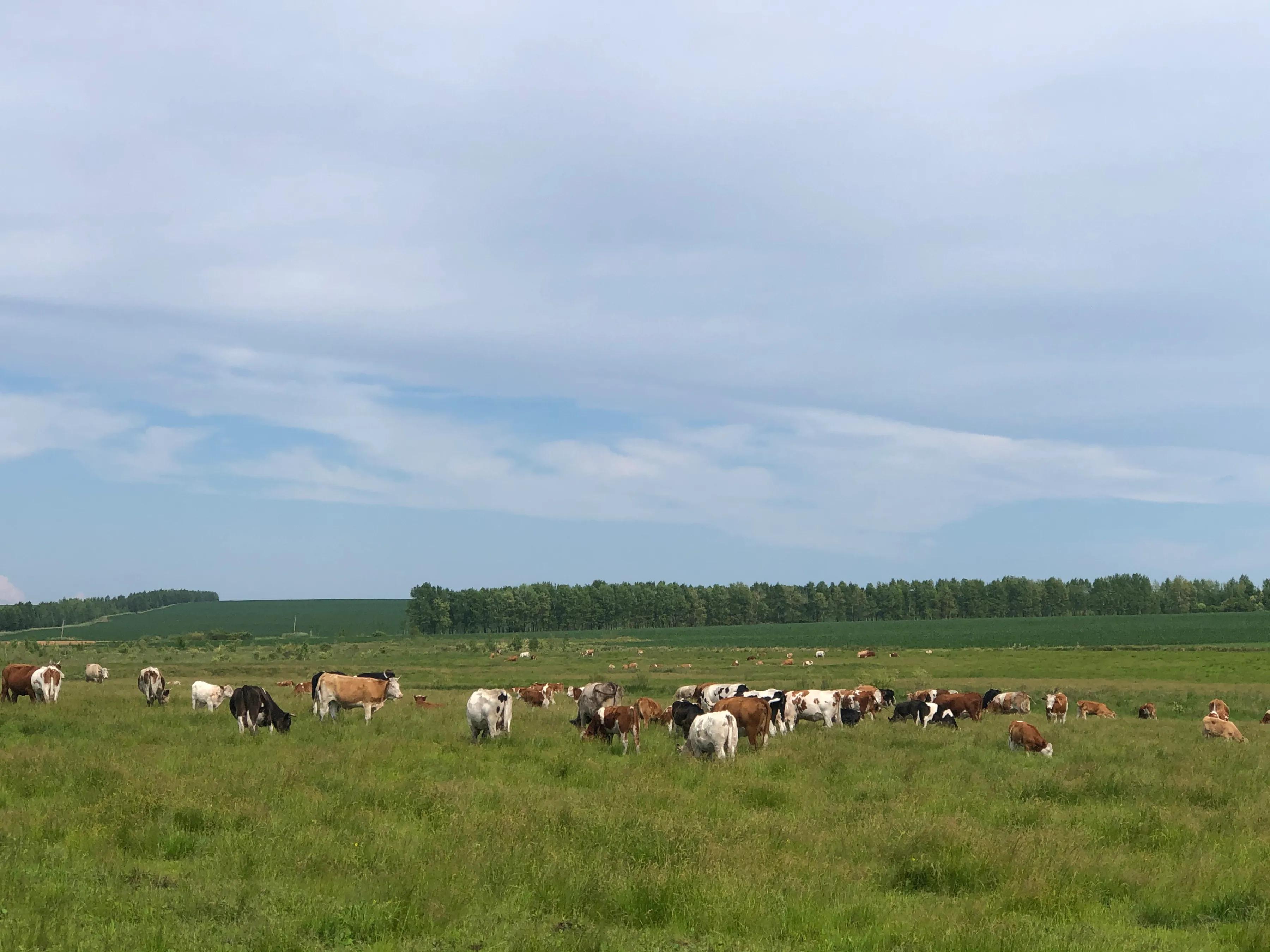 牛之道馅饼,牛之道特色