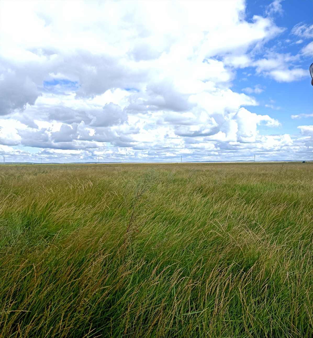 羊草的多种用途,内蒙古羊草是什么东西