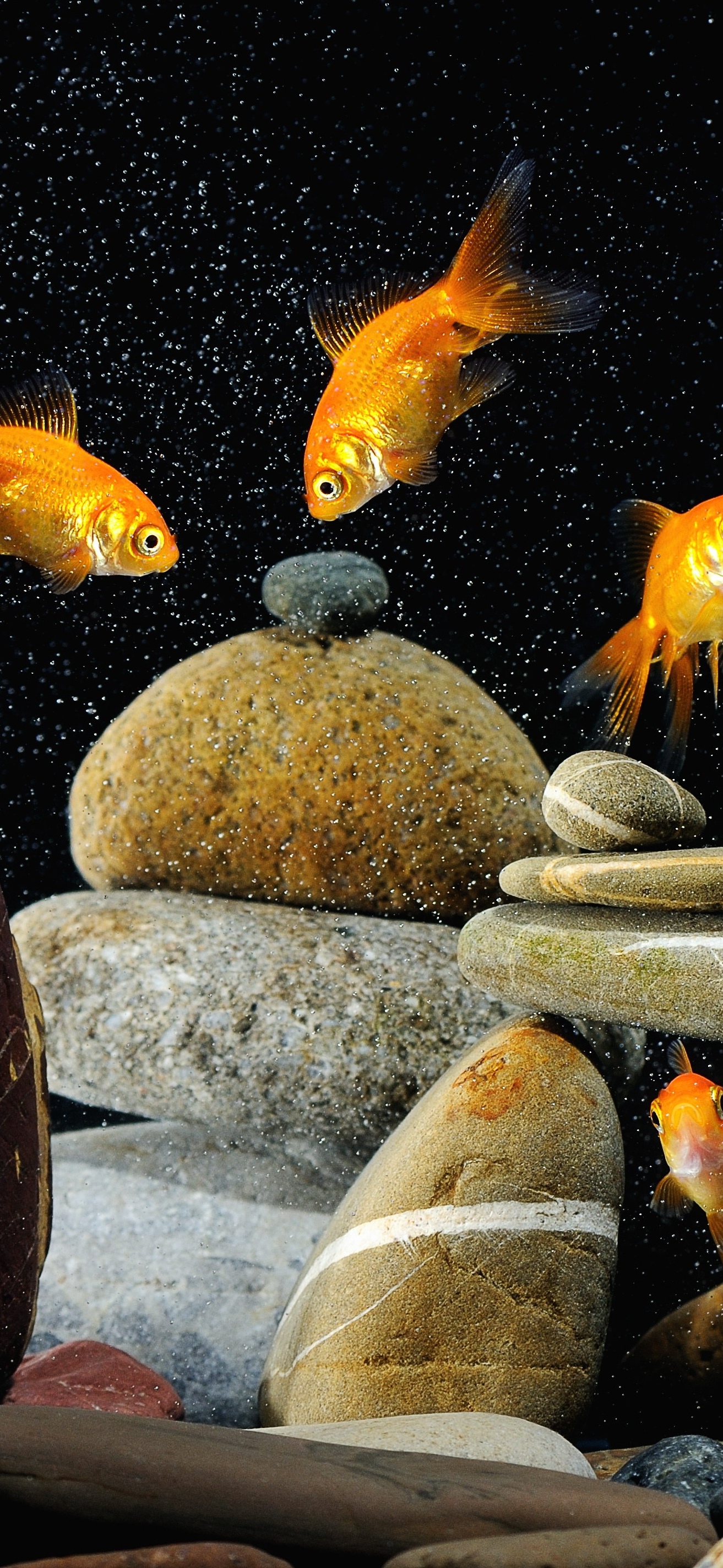 原图壁纸：鱼儿在海里游来游去，自由自在