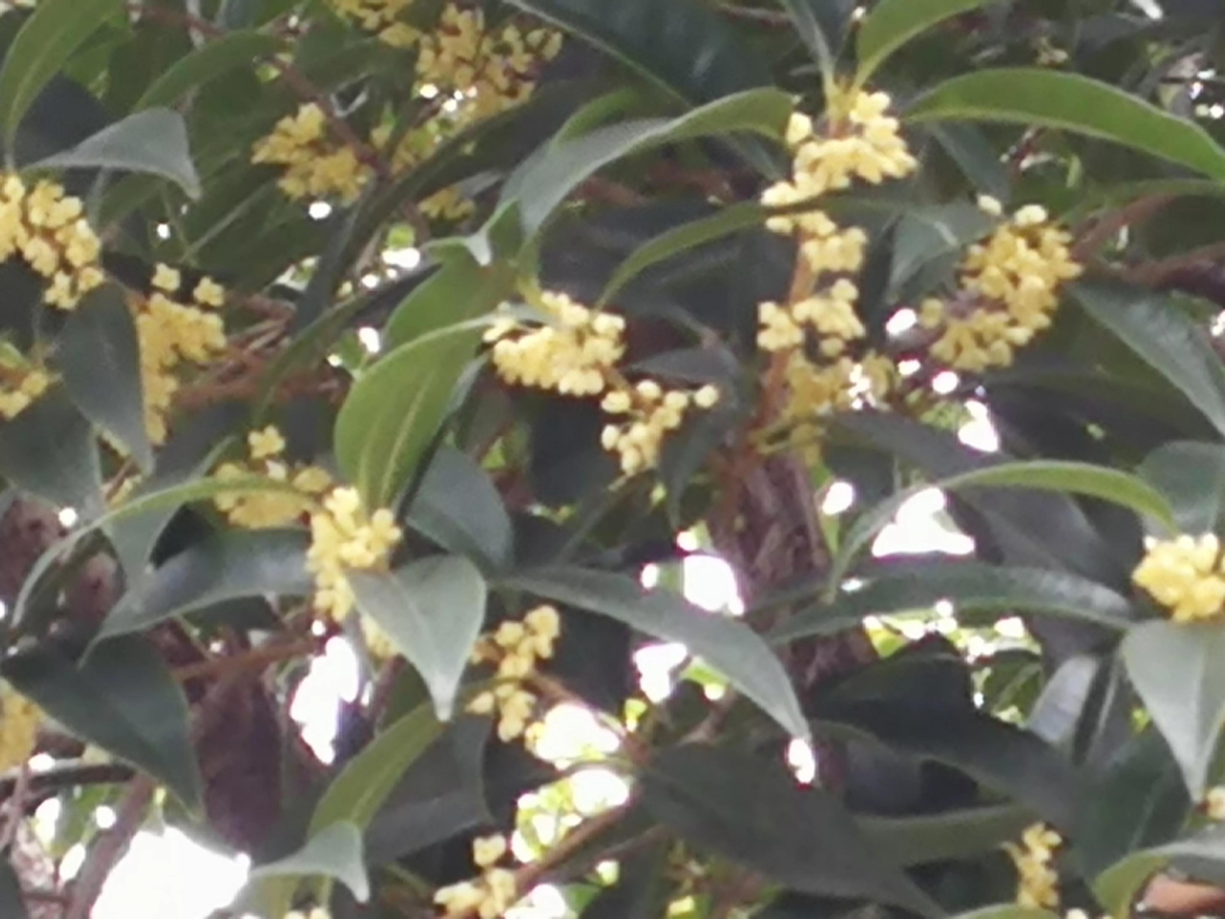 丹桂飘香中秋月,中秋月圆丹桂飘香