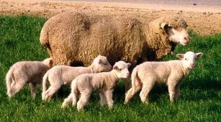 索科罗岛美利奴羊羔的形态描述和体重预测