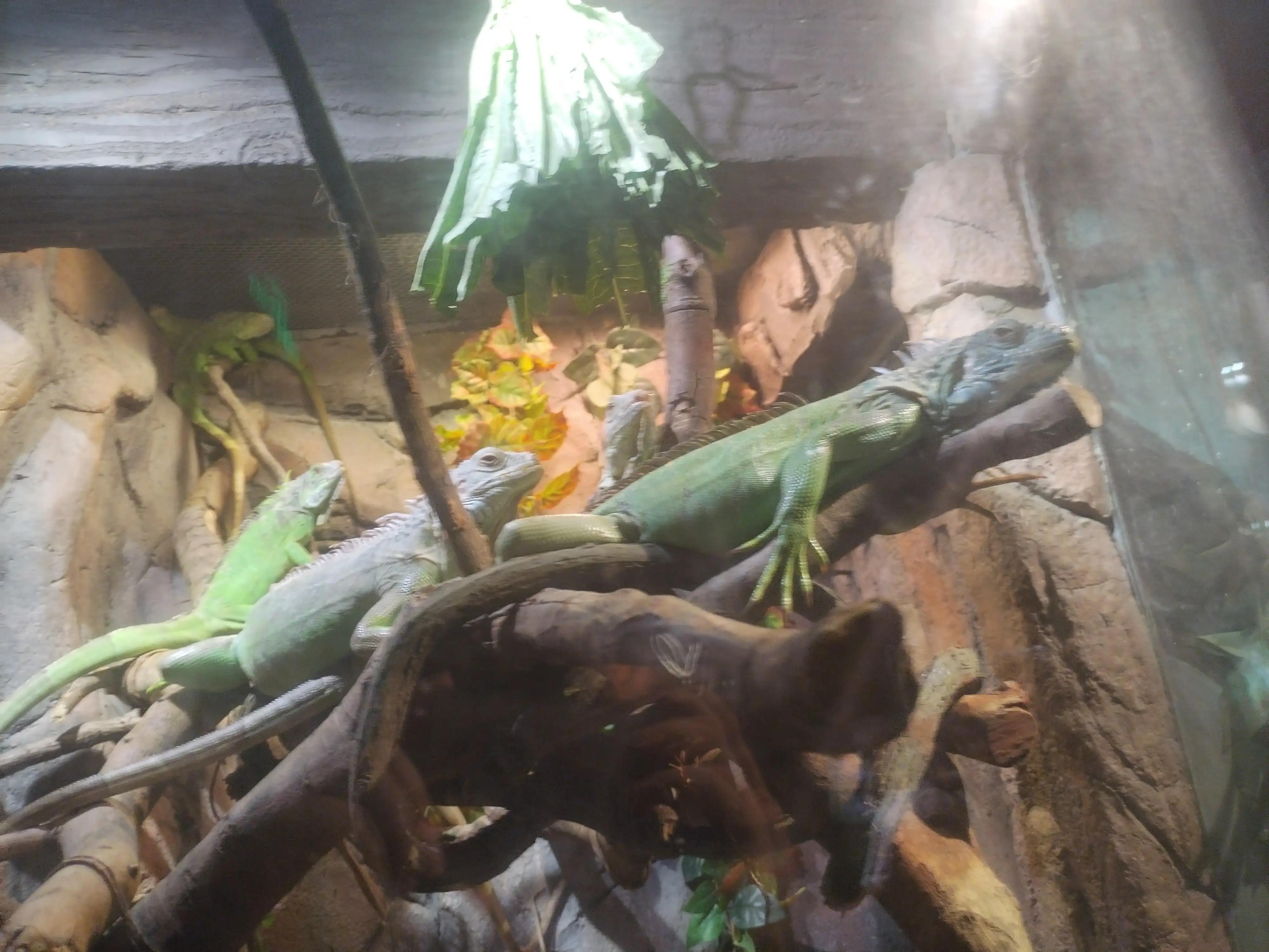 广州长隆野生动物世界景点图片,游广州长隆野生动物世界游记