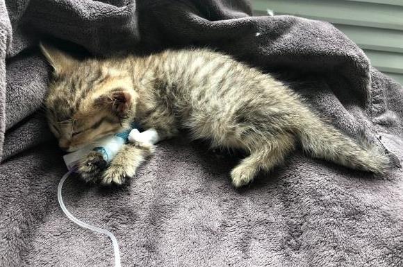 猫咪猫瘟一直不闭眼睡觉,猫咪打了疫苗会得猫瘟吗