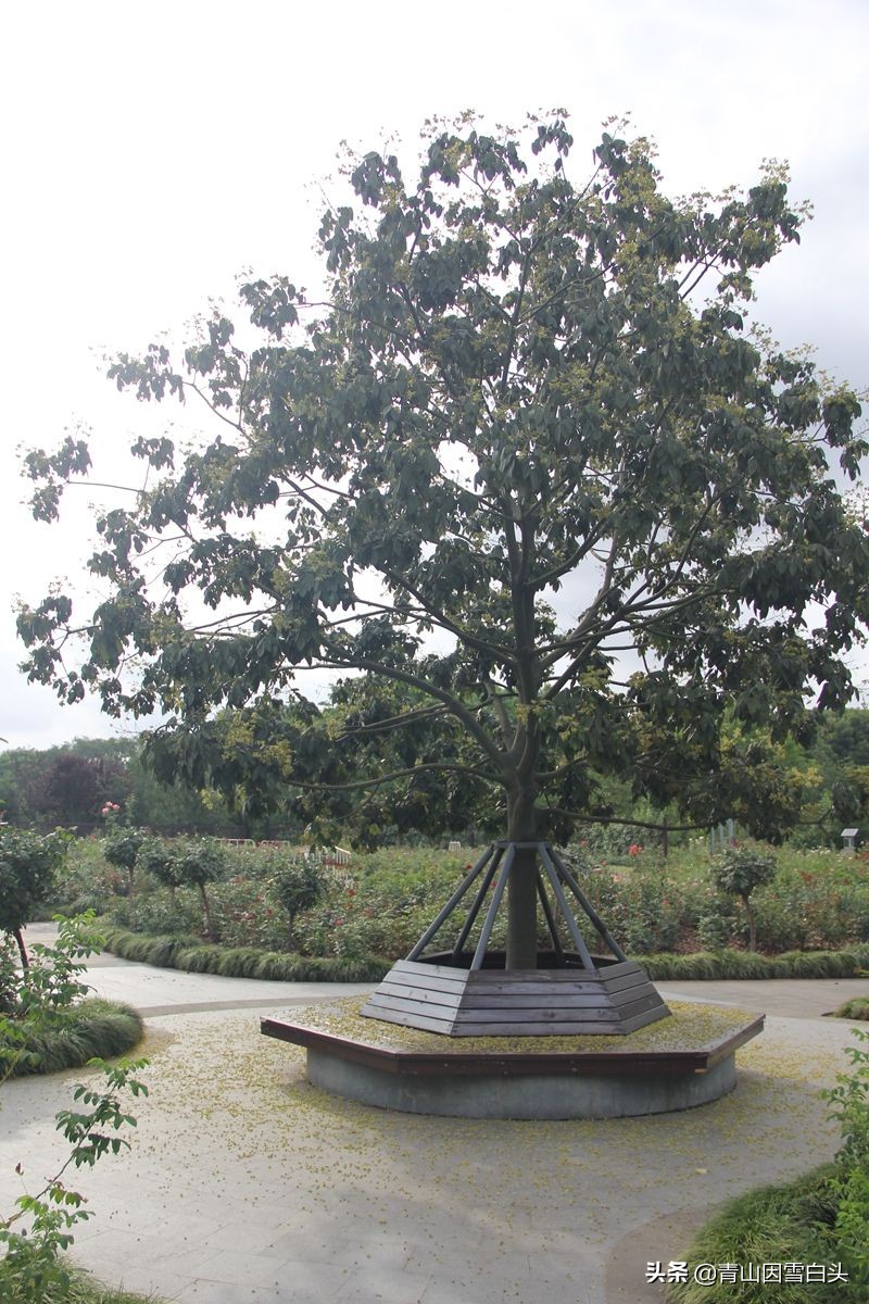 花榈木用途,精品花榈木