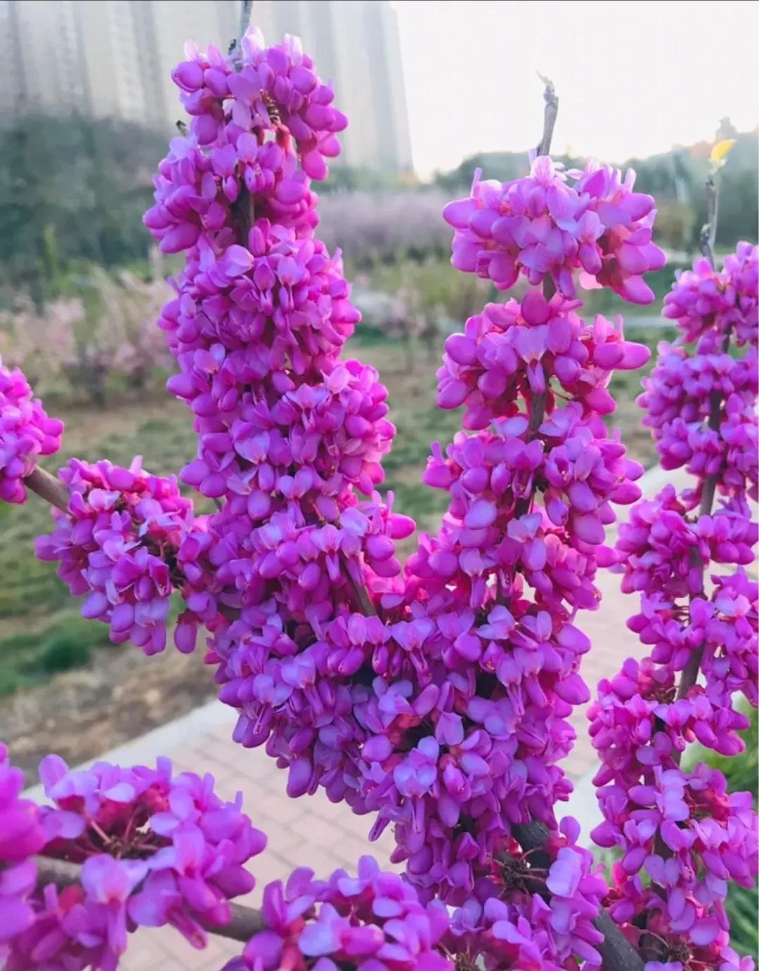 花草种类名称介绍,各种各样的花草名称大全