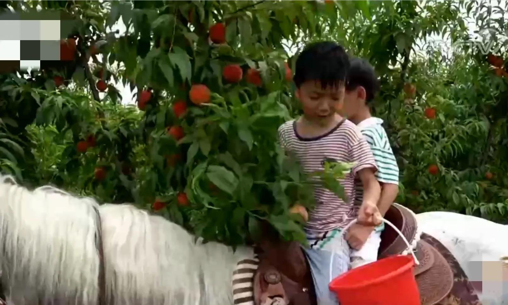 山东女孩承包5600亩地,女子承包500亩地种红薯被村民偷挖