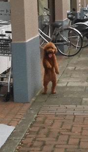 泰迪的七种缺点,黑泰迪的优点与缺点