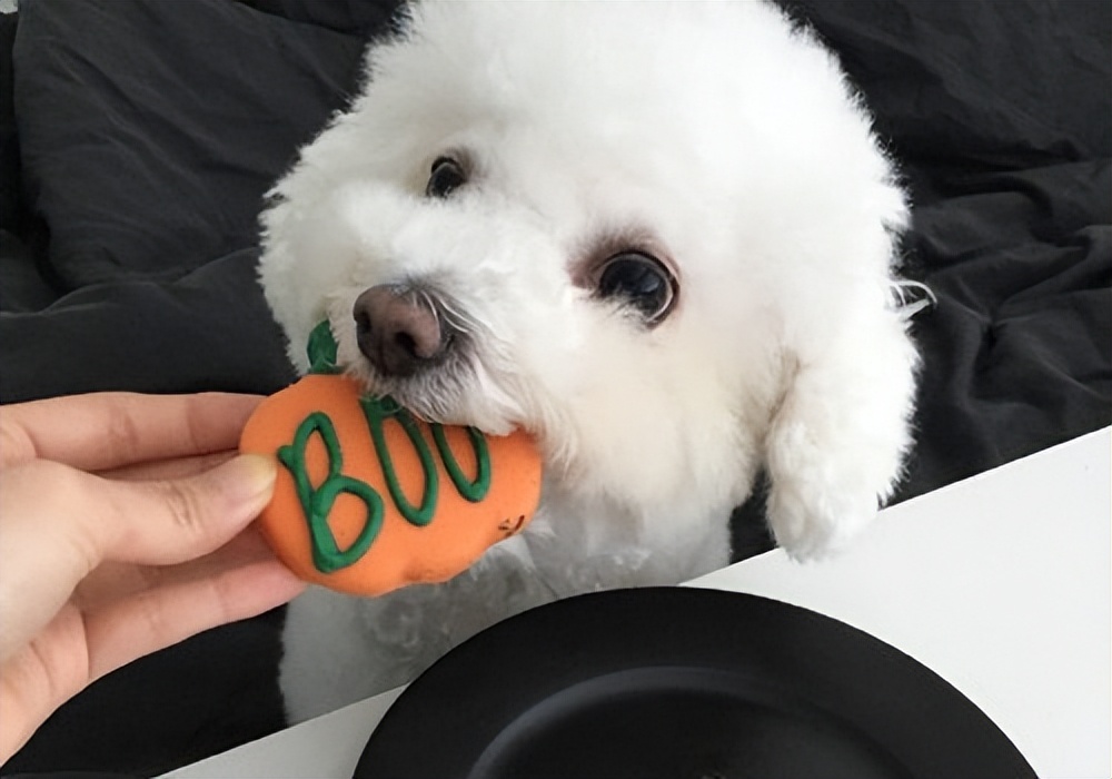 比熊想养好养成习惯自己上厕所,比熊好养吗有什么忌讳