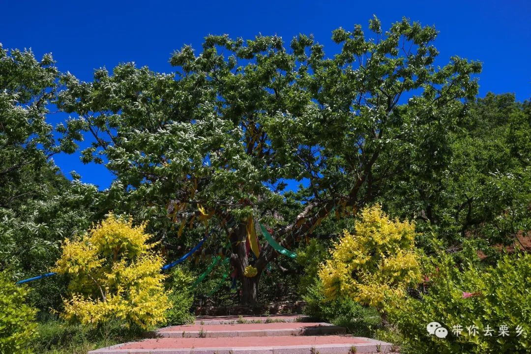 迁西板栗全球认养,迁西县板栗树