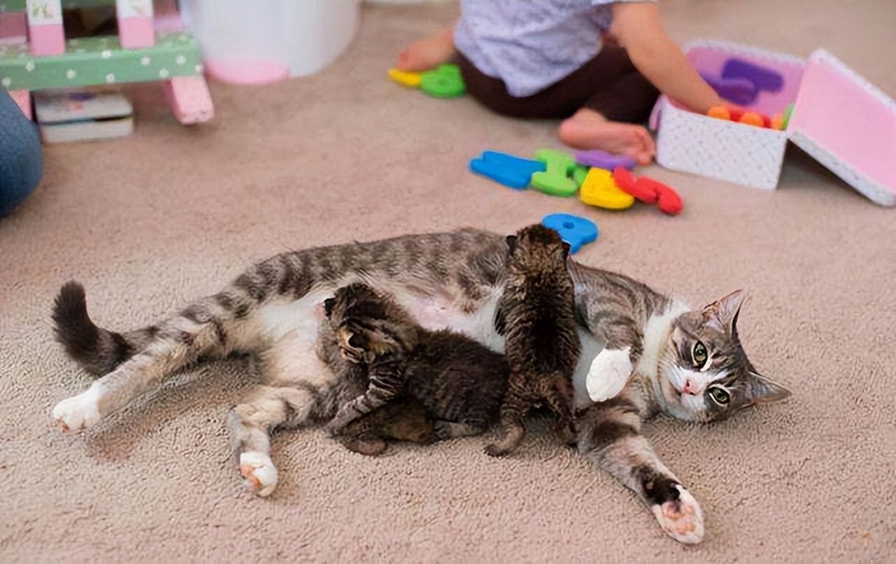 猫咪把小孩叼给主人是什么意思,猫咪把孩子叼到别处是太亮了吗