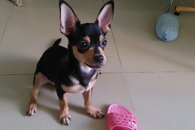 吉娃娃的泪痕怎么处理,吉娃娃应激怎么办