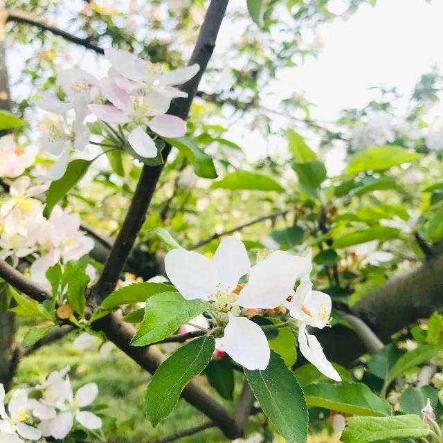 打卡抄书的意义,打卡抄书活动