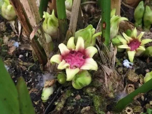 100种迷人的“数字花”,从零到一百万,真是太神奇了