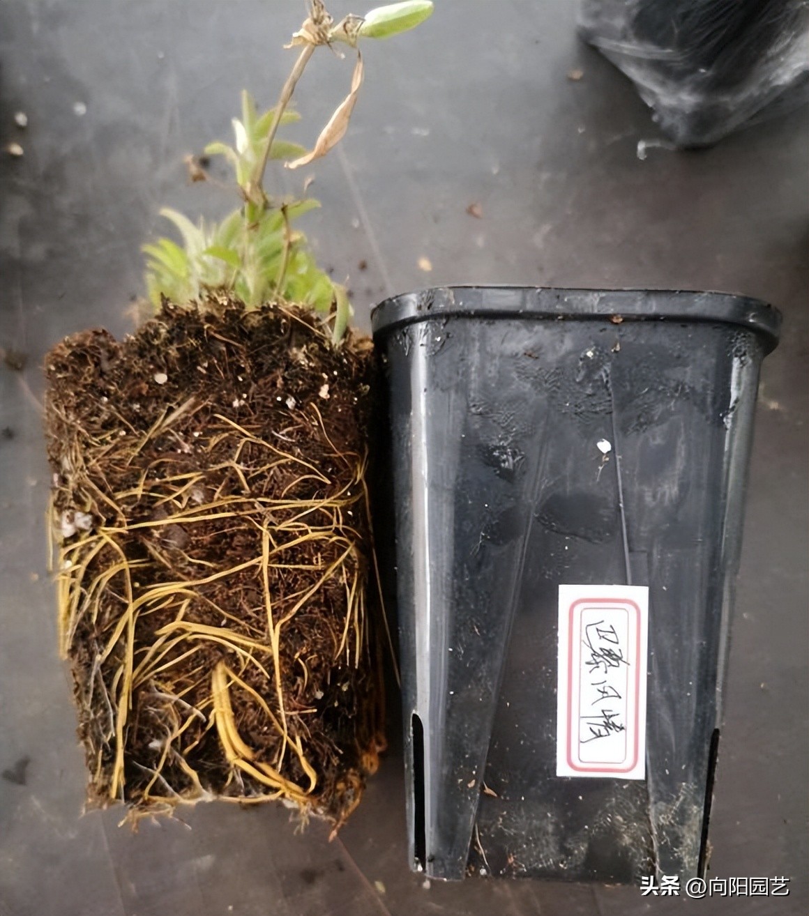 怎么才能买到品种好的铁线莲,包邮区适合种的铁线莲品种