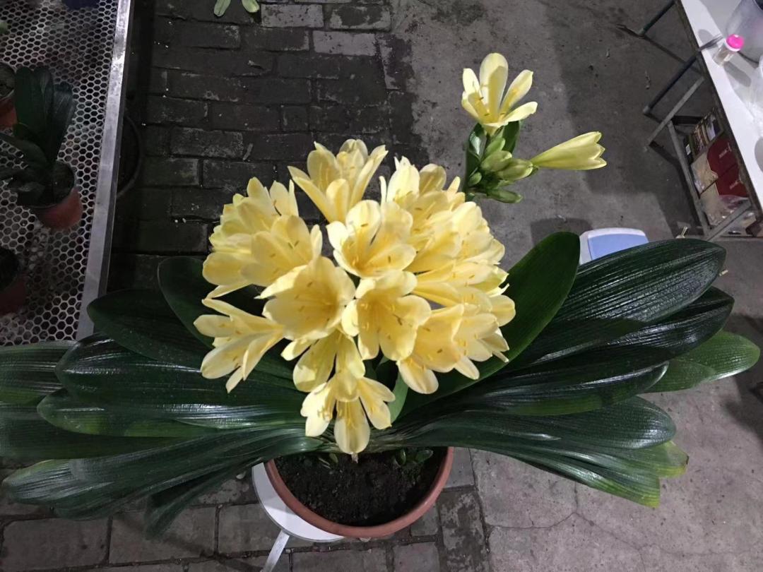 网上买的花种子靠谱么,网上买的花种子假的