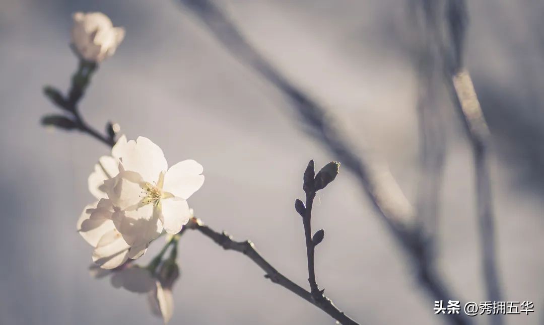 把春天装进校园里作文,把春天装进眼里