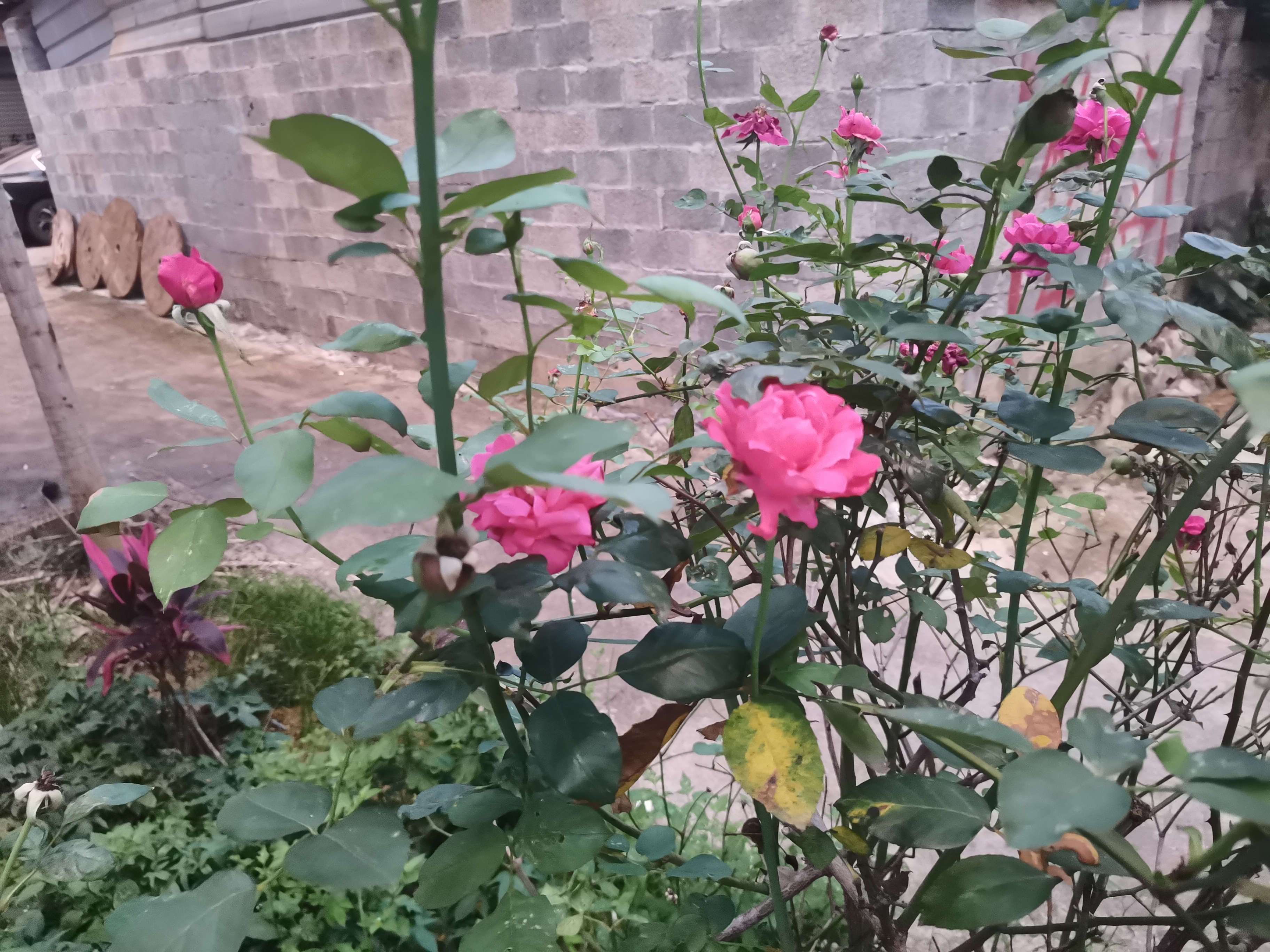 新手养花日记,玫瑰花盆栽多久才能成活