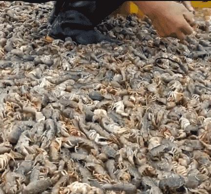 烟台赶海捡海肠,赶海就像捡垃圾