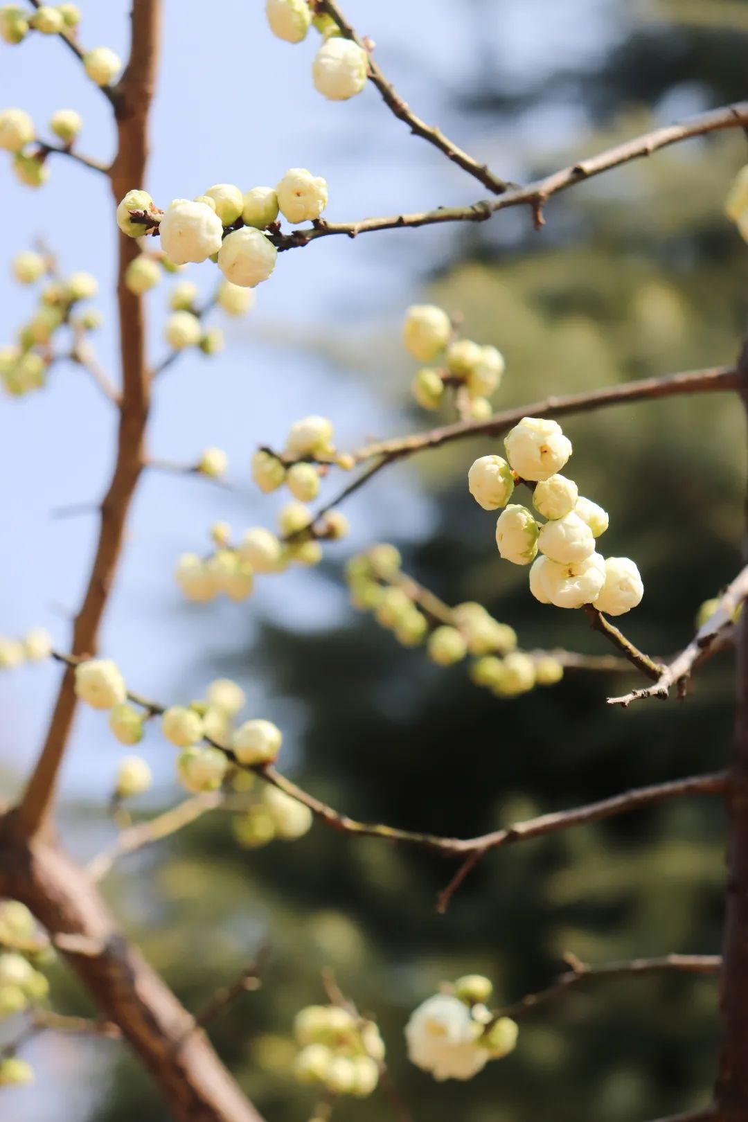 花海遇知音的下一句,花海遇知音汉阳喊你来赏花