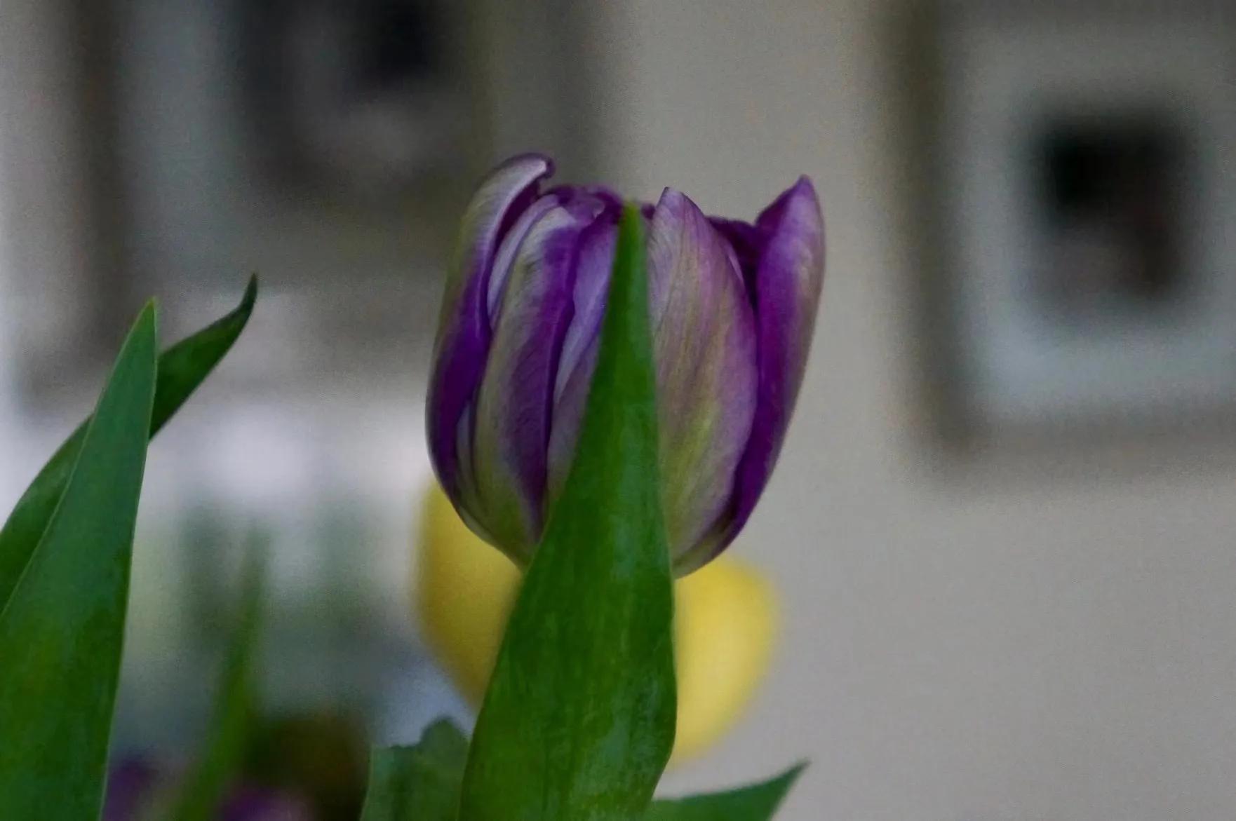 郁金香怎么种植,郁金香怎么画