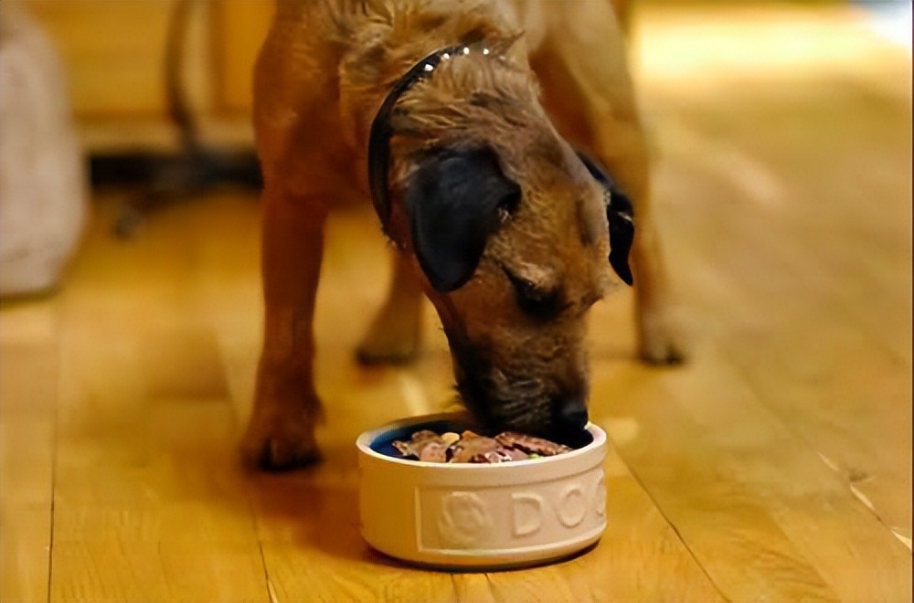 狗狗有狂犬病早期的10个征兆,狗狗患狂犬病早期的10个征兆