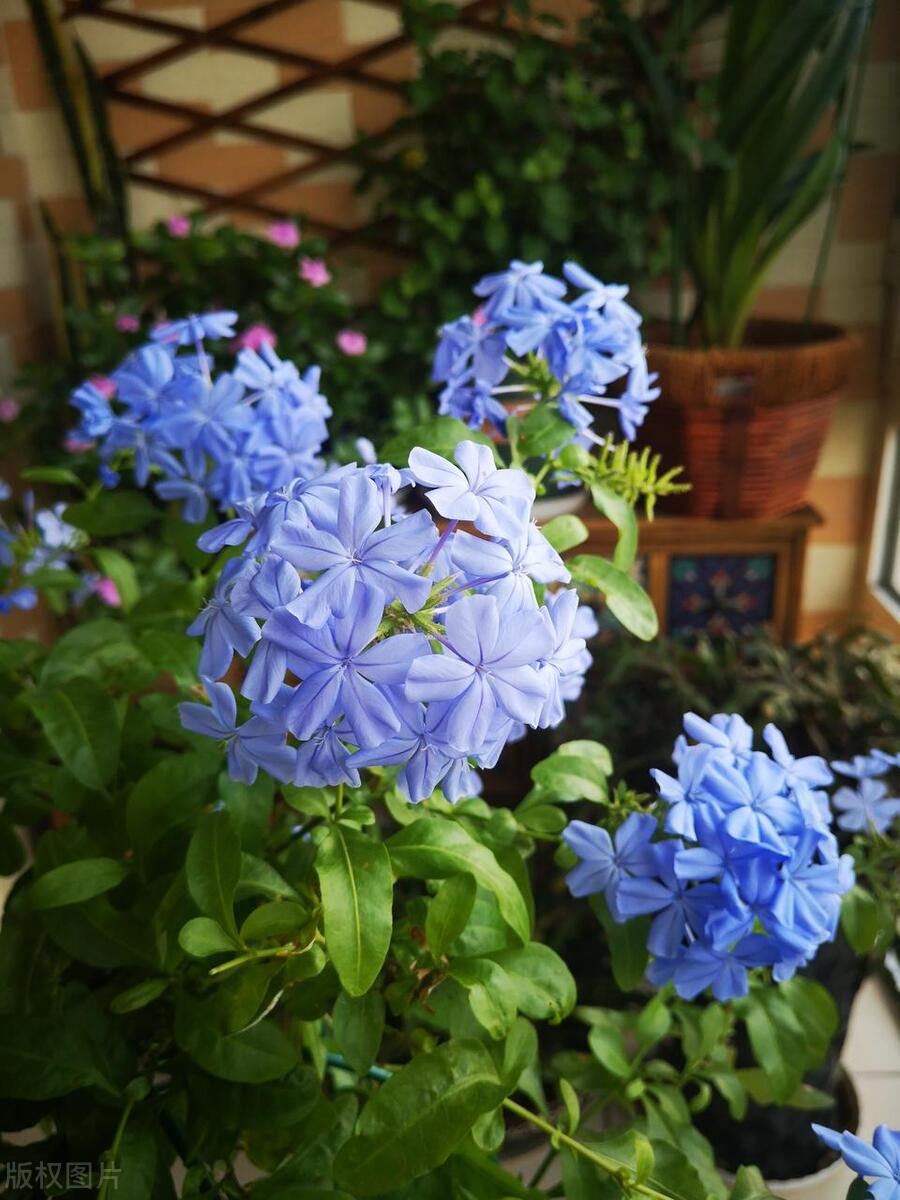 蓝雪花冬季不开花怎么养护,蓝雪花小苗怎么养才能快速爆花