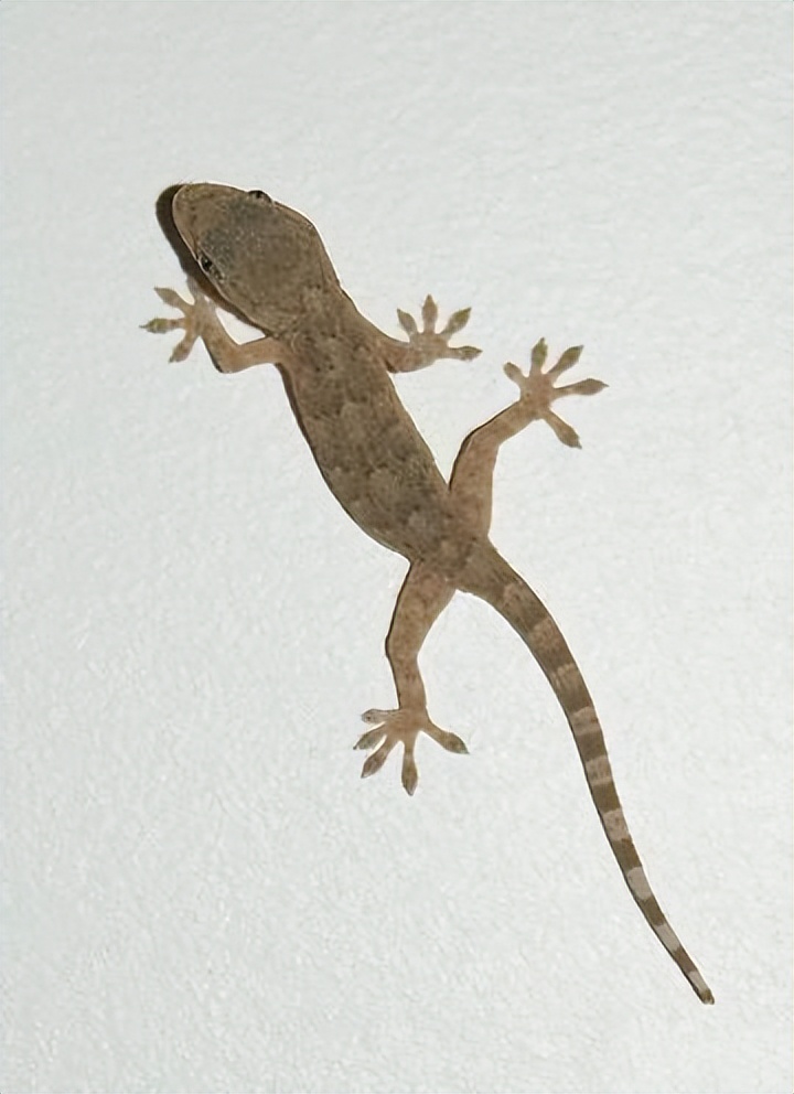 壁虎为何是五毒,壁虎为何被列入五毒之一