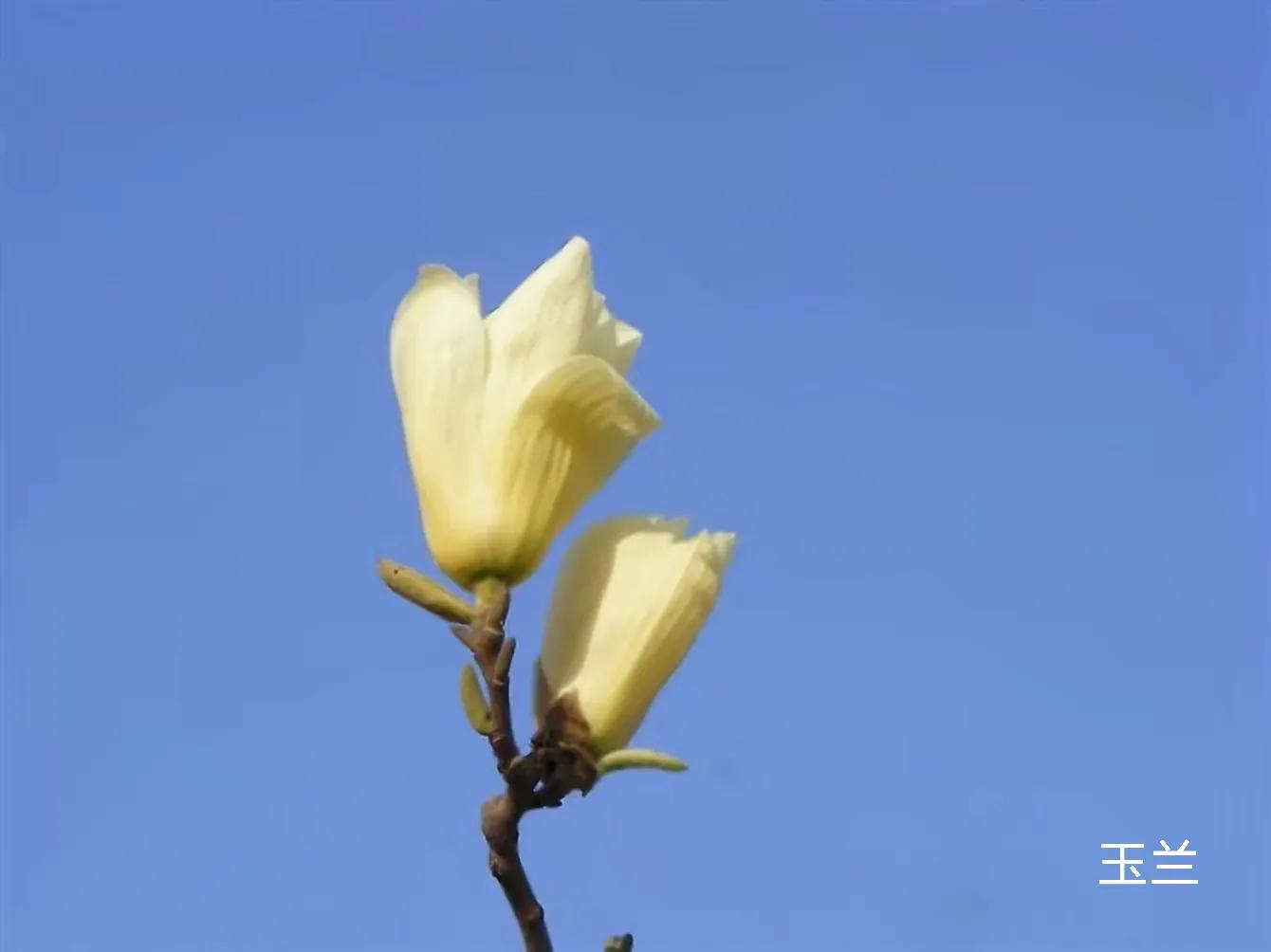 100种花草图片欣赏,50种花草图片大全