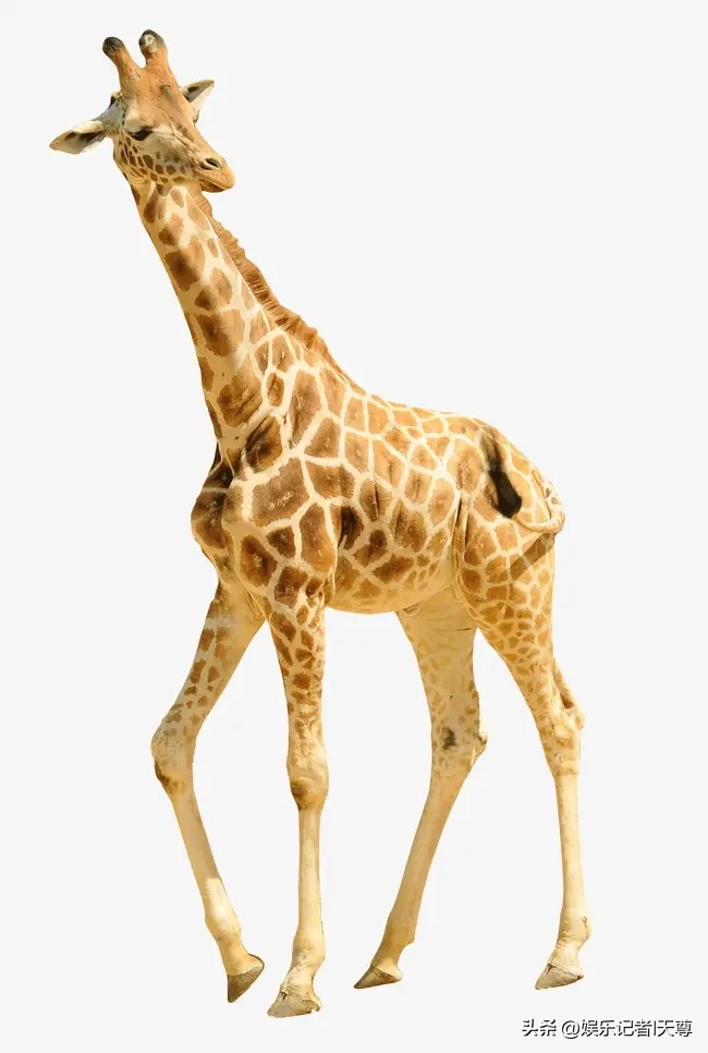 盘点惊艳了时光温柔了岁月的女星,娱乐圈90后最美6大女星